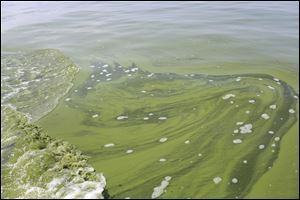 This Aug. 3, 2014 file photo shows Algae near the Toledo water intake crib, in Lake Erie, about 2.5 miles off the shore of Curtice, Ohio.