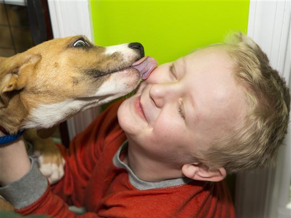 Lucas County to waive fees for stray-dog event