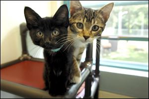 A yoga class, wine tasting, and kitten cuddling fund-raiser in Toledo will raise money for Humane Ohio and Paws and Whiskers Cat Shelter.