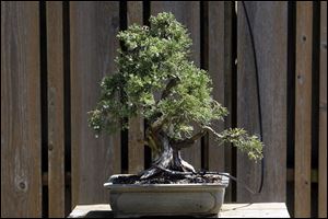 A juniper bonsai tree is on display at Schedel Arboretum and Gardens in Elmore.