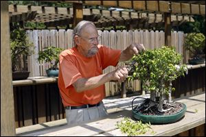 Leo Pelka, 86, trims several ficus bonsai during his weekly visit to Schedel Arboretum and Gardens.