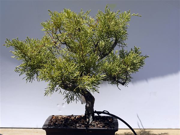 Living art: Tiny trees are big passion for local bonsai specialist