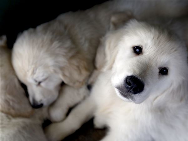 Local dog breeders, retailers react to new anti-puppy-mill law
