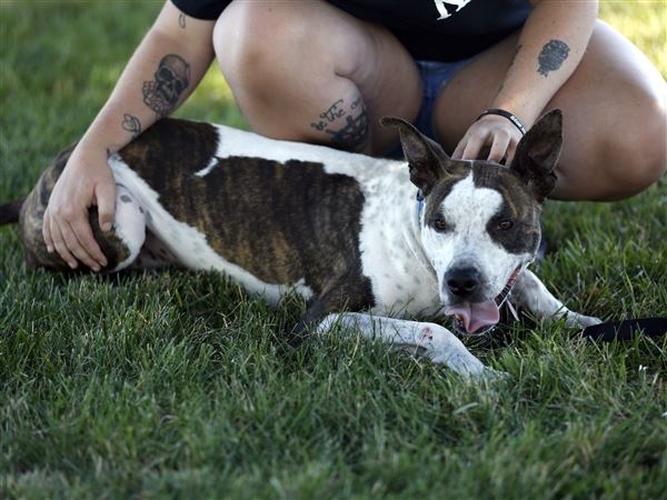 Abused Toledo dog makes slow recovery