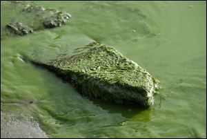 Algae washes ashore at the end of 113th Street in Point Place, Wednesday, Sept. 20, 2017.