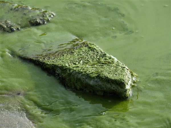 Justice Department: Judge has no authority to enforce TMDL in Lake Erie