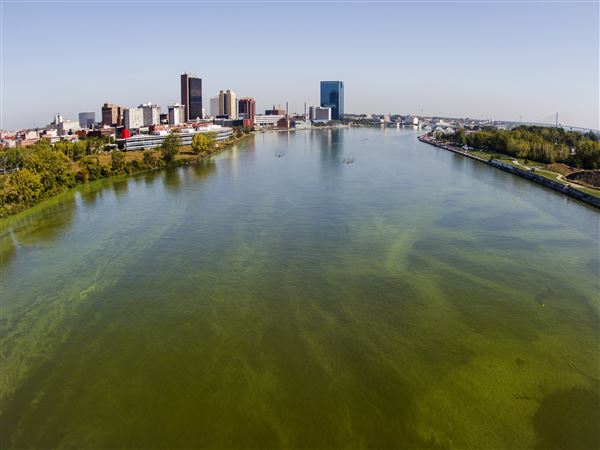 Judge says algae lawsuit has too many loopholes