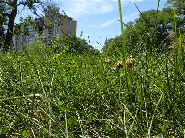 City-owned parks will all be on 10-day mowing cycle