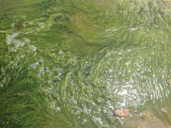 Growing interest in algae issue draws large turnout to forecast meeting
