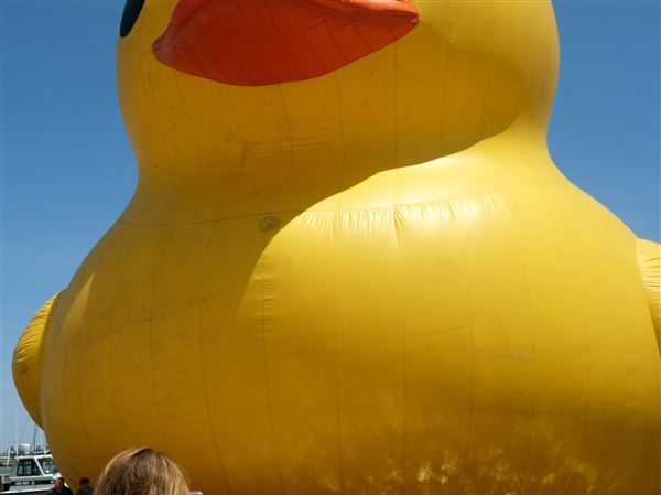 Mama Duck takes over Sandusky