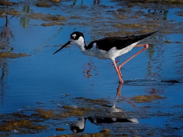 Howard Marsh already a strong magnet for wildlife