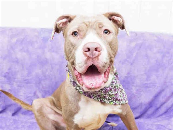 Lucas County Dogs for Adoption: 9/9