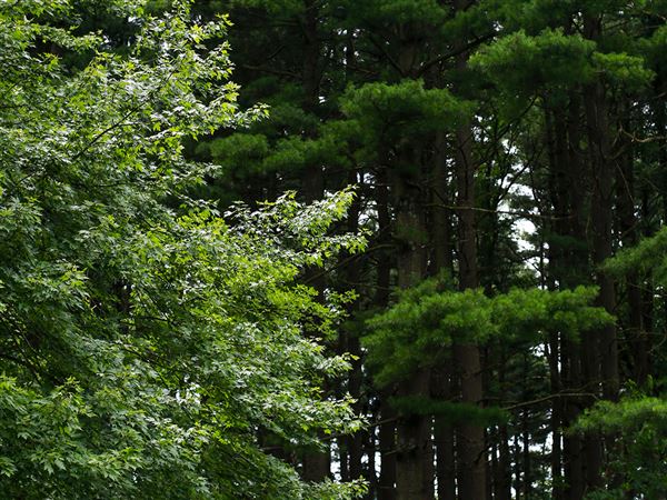 Research suggests some Lucas County trees date back to 1700s