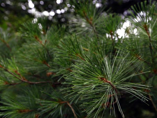 Metroparks to remove dead, collapsing pine trees
