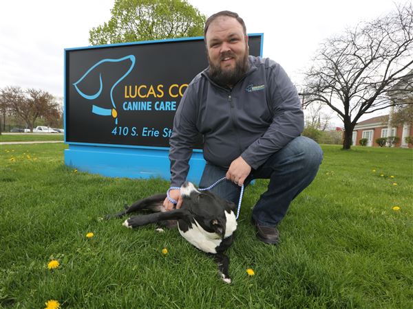 Lucas County Dogs for Adoption: 10/17