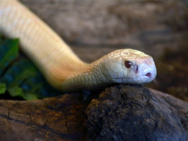 Toledo Zoo joined a national effort to save a cobra bite victim