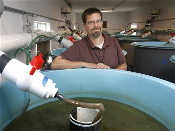 Sturgeon release party set for October