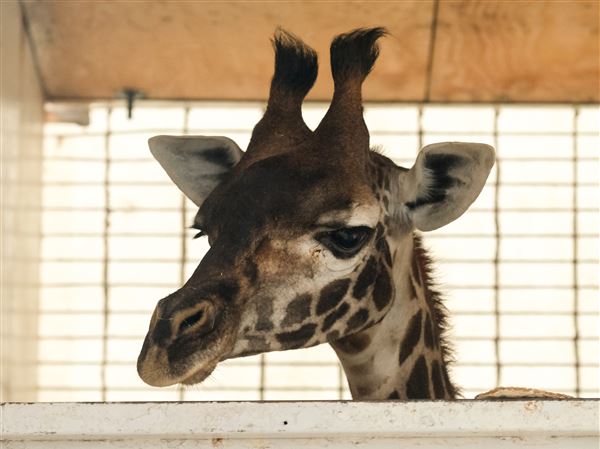 Toledo Zoo moves giraffe to new facility in New York