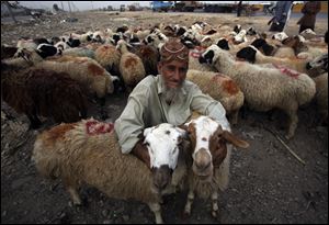 An Afghan refugee vendor waits for customers to sell his sheep at cattle market set up for the upcoming Muslim festival Eid al-Adha in Karachi, Pakistan, Thursday, Aug. 16, 2018. 