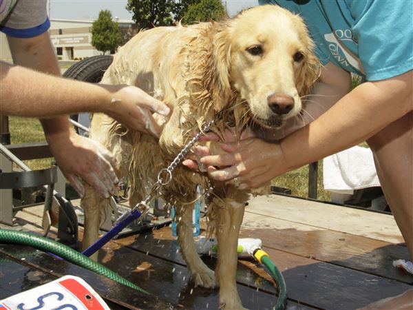 Humane Society of Ottawa County hosts dog wash