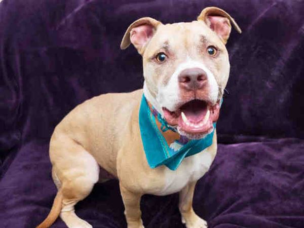 Lucas County Dogs for Adoption: 11/4