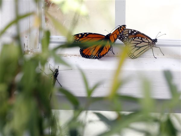 PHOTO GALLERY: Monarch butterflies at Toledo Zoo