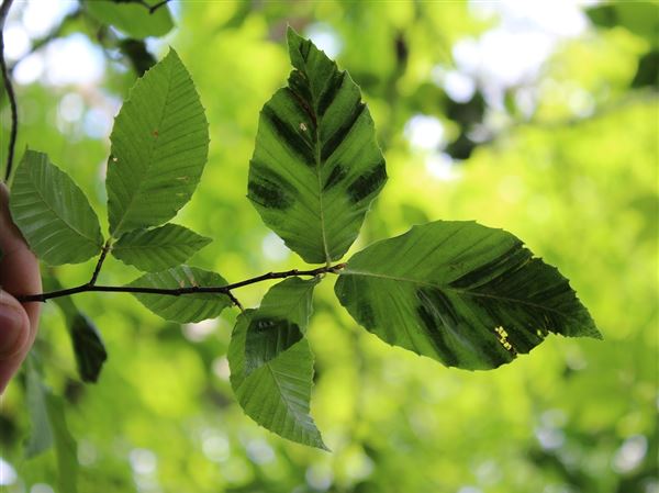 No end to the parade of pests killing our trees