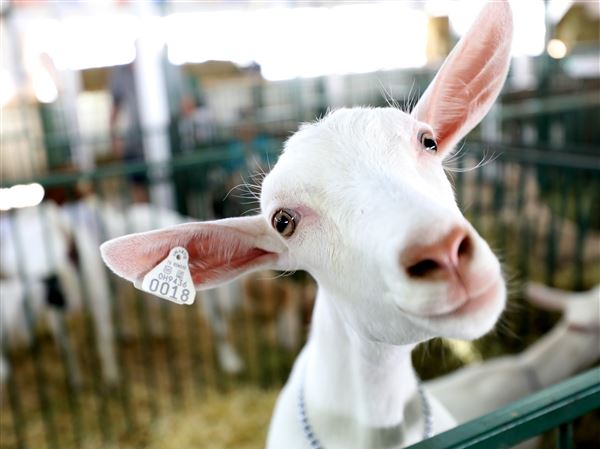 Fulton Co. Fair among state’s largest