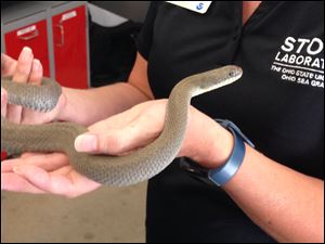 Lucy the Lake Erie water snake held by Kristin Stanford. 