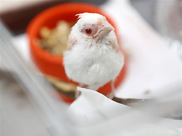 Wildlife rehab center caring for rare albino cardinal