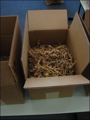 The enforcement of laws pertaining to the harvest of American ginseng, which grows wild in some forests in the region, are one of the many tasks assigned to wildlife officers in Ohio and Michigan. The roots of the ginseng plant are coveted by certain cultures for their medicinal properties and wild roots can fetch as much as $600 per pound.  