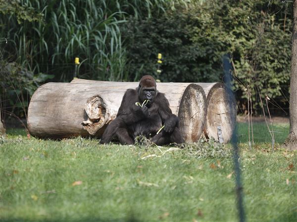 Toledo Zoo gorilla gives birth to stillborn baby after complication