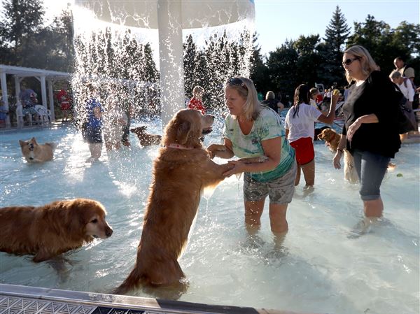 PHOTO GALLERY: Dogs take over swimming pool for Jack's Pooch Plunge