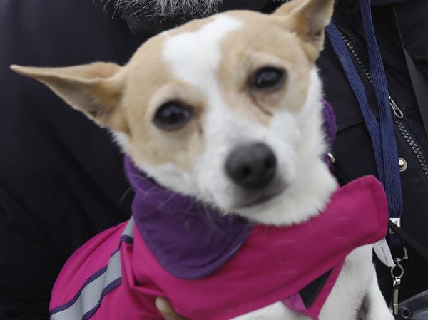 Canine cancer walk deadline extended