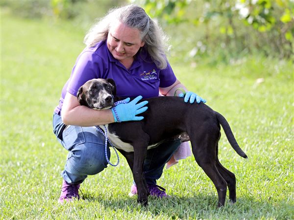 Toledo-area shelter welcomes pets fleeing hurricane