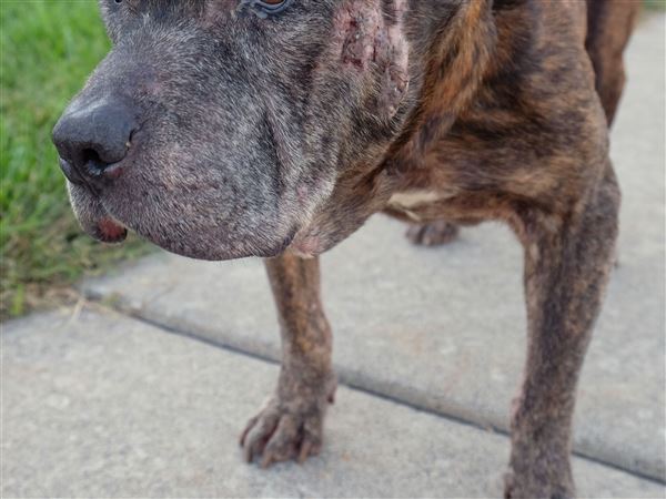 Lucas County Pit Crew takes in depressed, emaciated dog