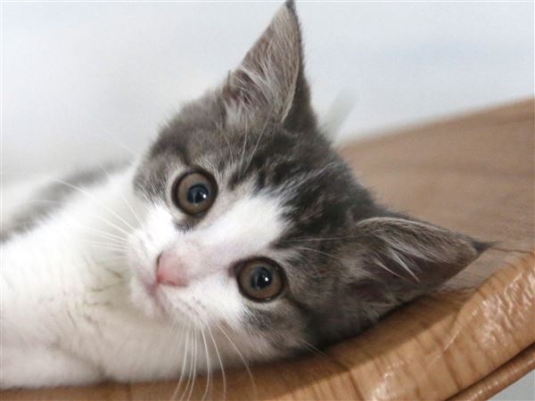 Shelter offers cat adoption special
