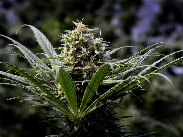Toledo lab licensed for medical marijuana testing