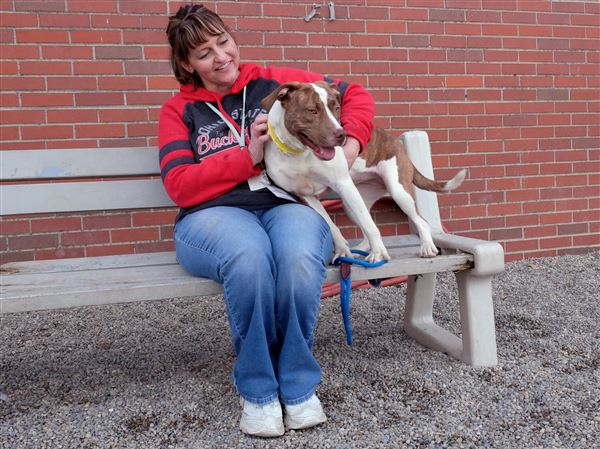Lucas County Dogs for Adoption: 10/16