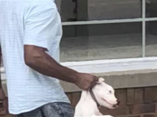 Suspect sought in animal cruelty case