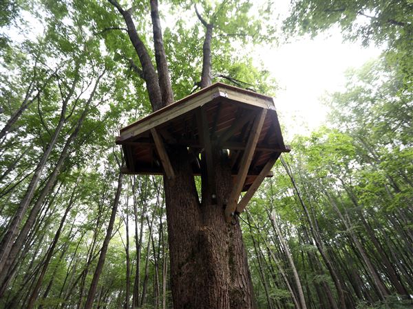 Treehouse village coming to Oak Openings