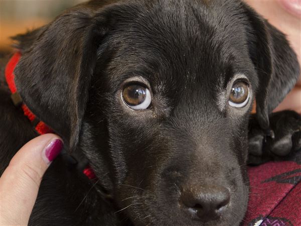 Dog adoption special on Friday, Saturday