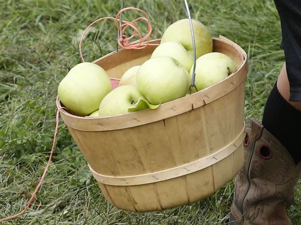 Johnston Fruit Farms hosts Apples for Everyone