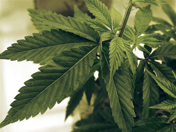 Legal marijuana topic of college panel event