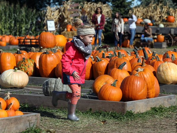Photo Gallery: Fall fun at Fleitz Pumpkin Farm