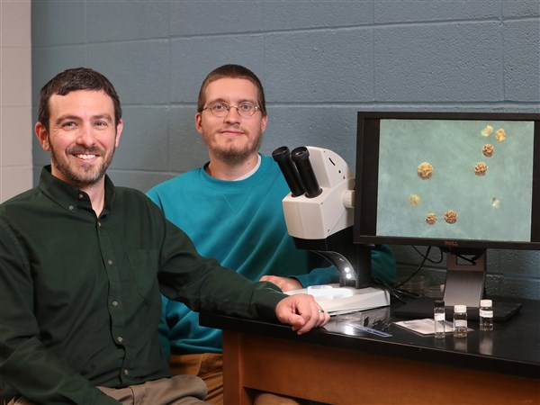 Migrating birds aid BGSU research - Toledo Blade