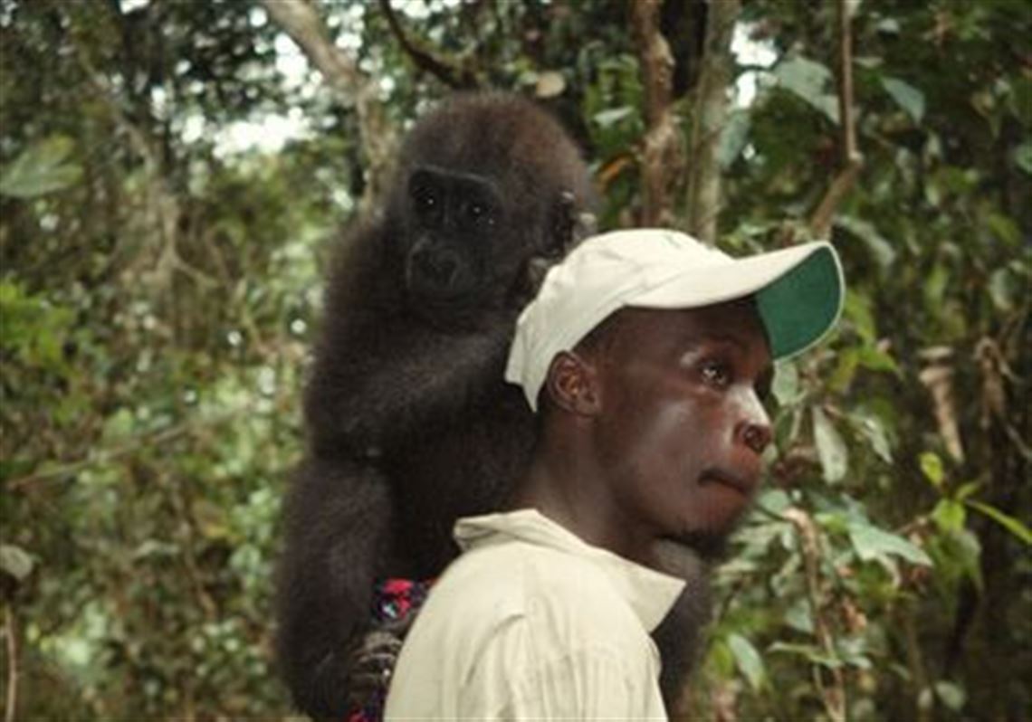 Tragic image of an orphan macaque wins wildlife photography award