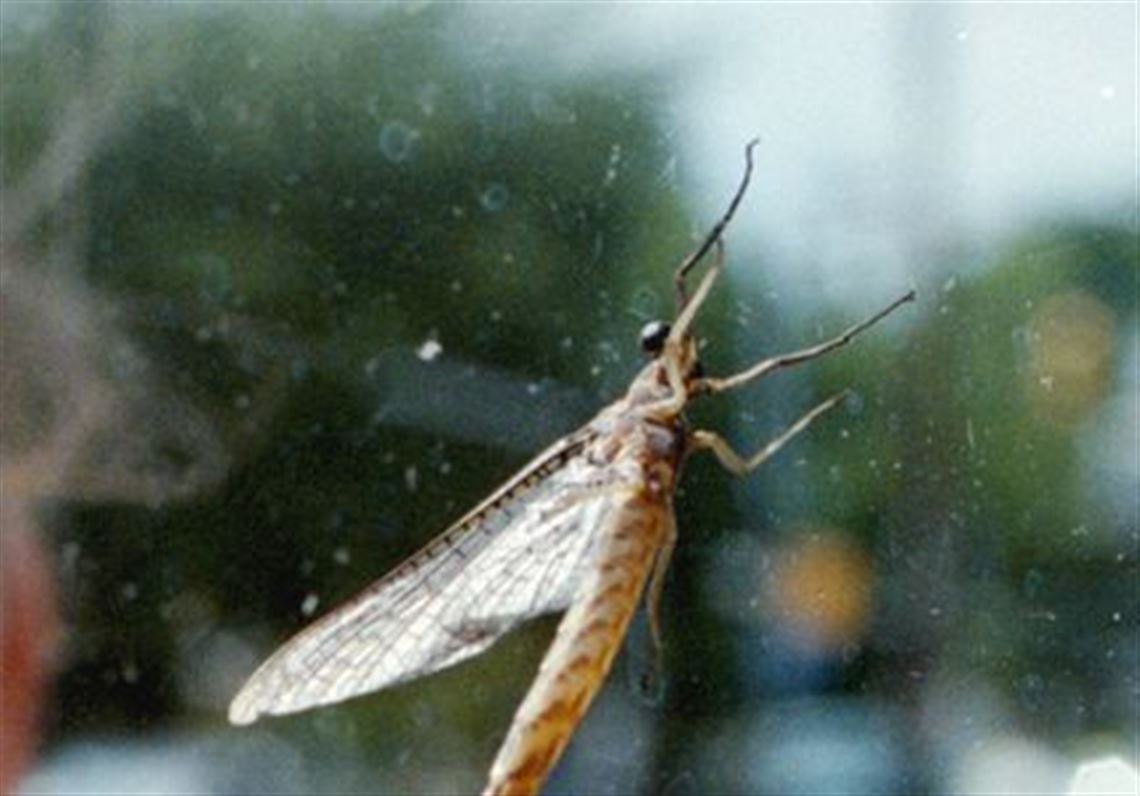 Mayfly infestation ahead of schedule