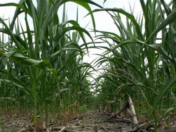 Lack of rain lifts grain prices but threatens farmers' crops | The Blade