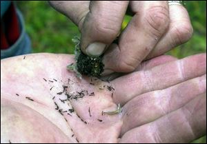 Rick Bryan shows seeds from a black-eyed Susan. Most wild seeds will last up to a year if they are stored properly.